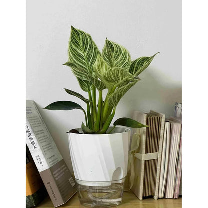 Double Layer Self-Watering Planter