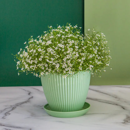 Round Planter Pot with Tray