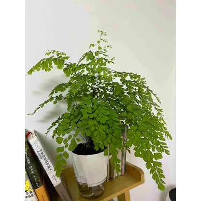 Double Layer Self-Watering Planter