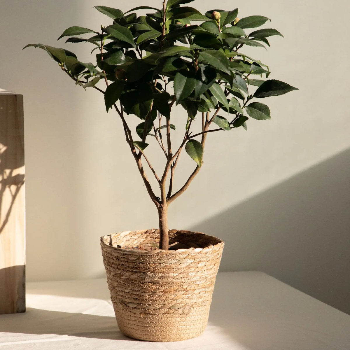 Woven Decorative Storage Basket