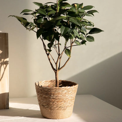 Woven Decorative Storage Basket