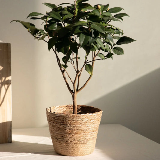 Woven Decorative Storage Basket